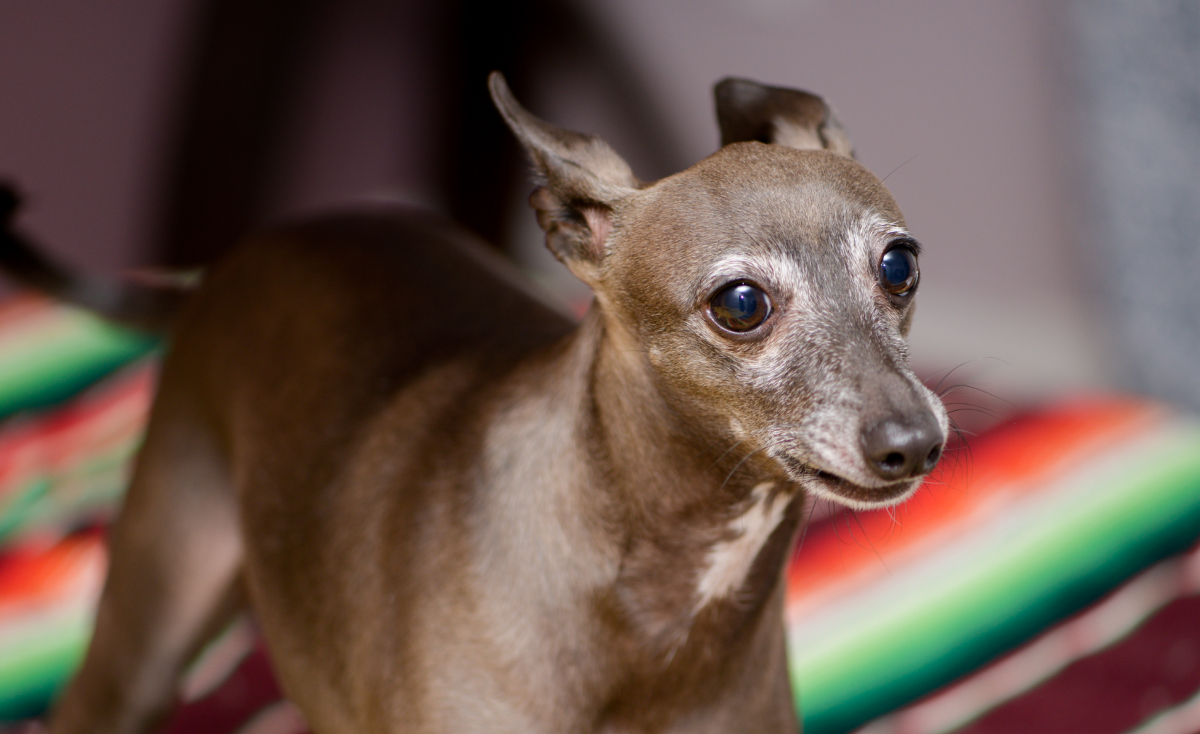 Bella Vita Wedding Photography - Montreal wedding photographer