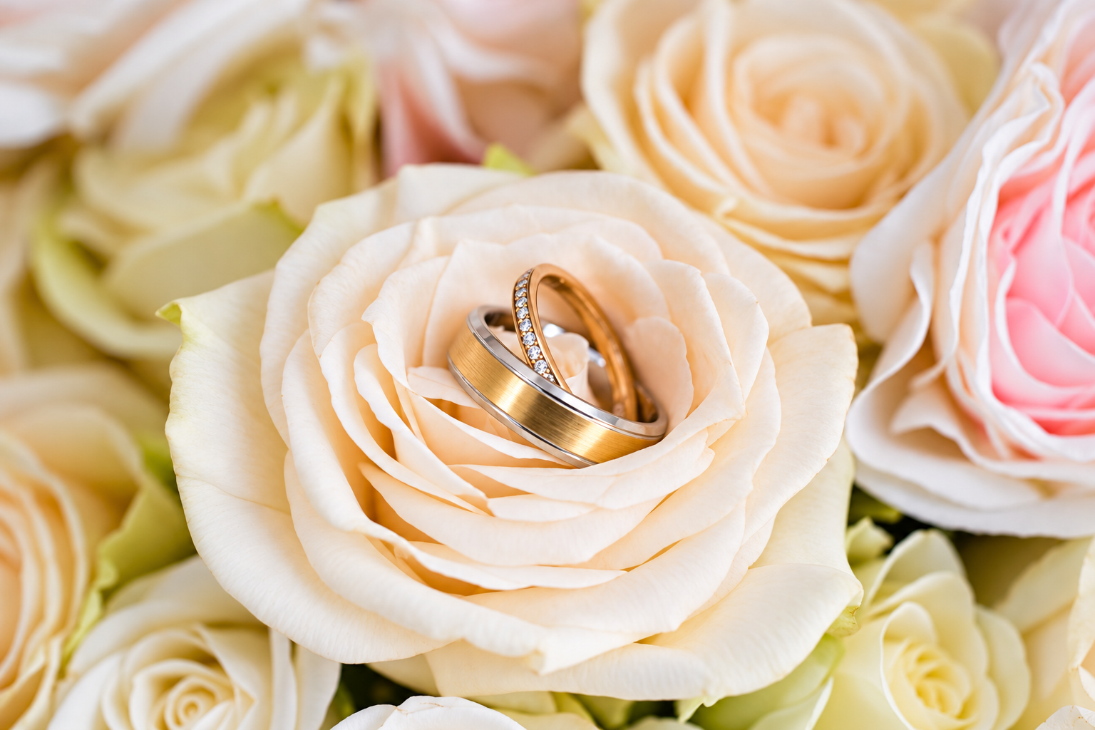 Wedding rings nestled in a rose